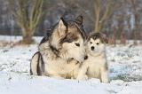ALASKAN MALAMUTE 326